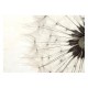 Papier peint  White Dandelion