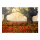 Papier peint  Morning among poppies