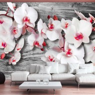 Papier peint  Callous orchids