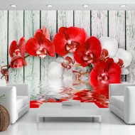 Papier peint  Ruby orchid