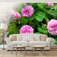 Papier peint  Summer garden