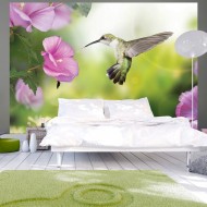 Papier peint  Hummingbird
