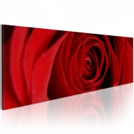 Tableau  Rose du Nord
