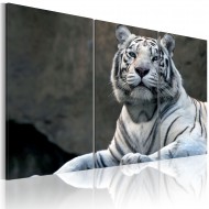 Tableau  Tigre blanc