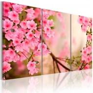 Tableau  Fleur de cerisier