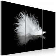 Tableau  Petite plume