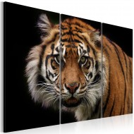 Tableau  Tigre prédateur