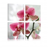 Tableau  Orchidée de fantaisie