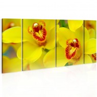 Tableau  Orchids  intensity of yellow color