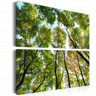 Tableau  Treetops