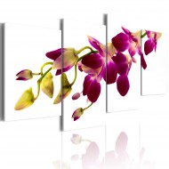 Tableau  Eclat dune orchidée