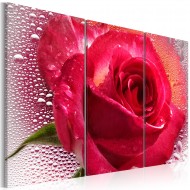 Tableau  Lady Rose  triptych