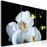 Tableau  Orchidée blanche comme neige