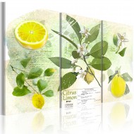 Tableau  Fruit lemon