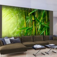 Papier peint  jungle  bambou
