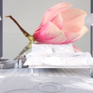 Papier peint  Fleur de magnolia solitaire