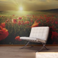 Papier peint  Morning on the poppy meadow
