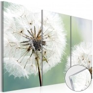 Tableau sur verre acrylique  Fluffy Dandelions [Glass]