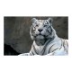 Papier peint  Tigre du Bengale au zoo