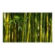 Papier peint  Forêt de bambous asiatique