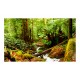 Papier peint  Forêt tropicale