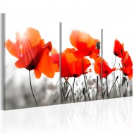 Tableau  Charming Poppies