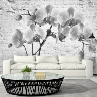 Papier peint  Orchid in Shades of Gray
