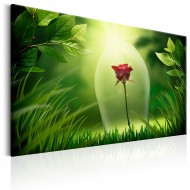 Tableau  Magical Rose