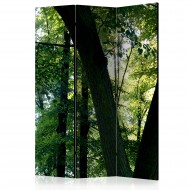 Paravent 3 volets  Spring in the Park [Room Dividers]