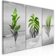 Tableau  Plants (Collection)