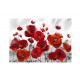 Papier peint  Coquelicots dans au clair de lune