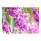 Papier peint  Lilac flowers