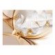 Papier peint  Orchid blossom