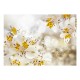 Papier peint  Sunny Alstroemeria