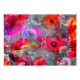 Papier peint  Painted Poppies
