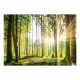 Papier peint  Forest Tales
