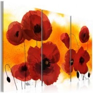 Coquelicots