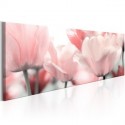 Tulipes