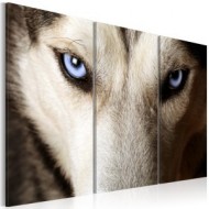 Chiens