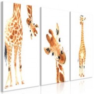 Girafes